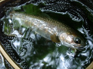 ネットが小さめだと良型に見える!? ネットが小さめだと良型に見える!?